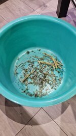 Фиолетовая Обезьяна или Grand Gorilla Perple