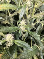 6 — копия.jpg