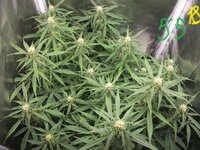 Black Herer, первый гров, вашими молитвами)