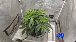 Chita-Chew в кокосовом субстрате на Буйских удобрениях