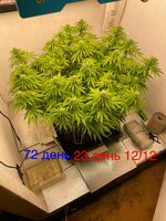 Синий папа вернулся с корпаратива 5.0