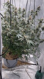 Первый опыт подъема растишки