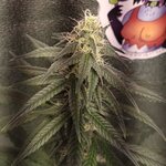 иноТяночк∆