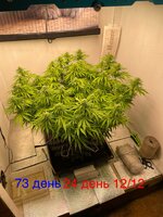 Синий папа вернулся с корпаратива 5.0