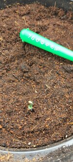 самогон из печенья!