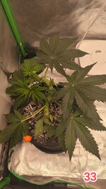 Операция "Сладкий улов"