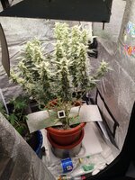 Две подружки убивашки,или приключения инвалида в мире грова часть вторая