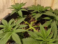 11 бедных роз