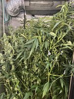 9 — копия.jpg