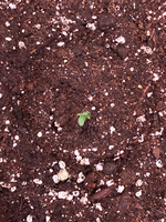 03_seedling_c_clean.png