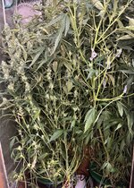 10 — копия.jpg