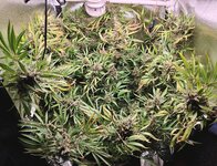 Day 144 23.03.jpg Day 144 23.03.jpg