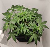 Day 32 26.03.jpg Day 32 26.03.jpg