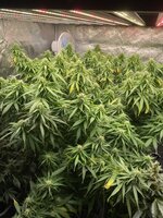 IMG_0557.jpeg