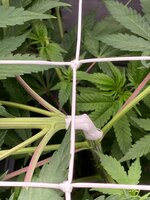 IMG_0884.jpeg