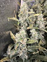 6 — копия — копия.jpg