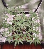 Day 38 1.04.jpg Day 38 1.04.jpg