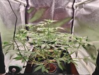 Day 40 1.04 (2).jpg Day 40 1.04 (2).jpg