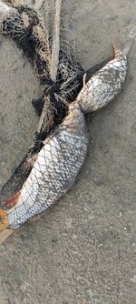 crop_8726937439714632271.jpg crop_8726937439714632271.jpg