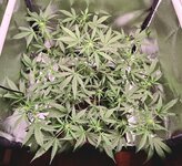 Day 43 6.04.jpg Day 43 6.04.jpg