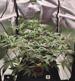 Day 43 6.04 (2).jpg Day 43 6.04 (2).jpg