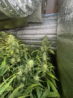 5 — копия.jpg