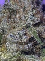 IMG_1113.jpeg