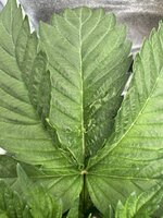 IMG_6265.jpeg