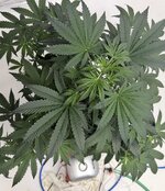 IMG_4665.jpeg