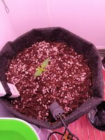 IMG_20260419_102756338.jpg