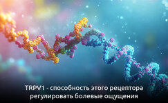 trpv1-vorota-k-oblegcheniyu-boli__8s6mNwcijTHh3AIe.jpg trpv1-vorota-k-oblegcheniyu-boli__8s6mNwcijTHh3AIe.jpg