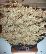 Black Herer, первый гров, пожал сотку вашими молитвами)
