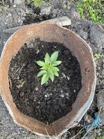 IMG_4222.jpeg