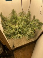 IMG_4245.jpeg