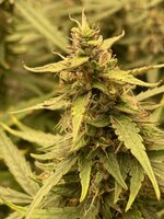 IMG_4243.jpeg