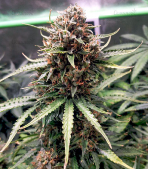 1655204454499.png 1655204454499.png