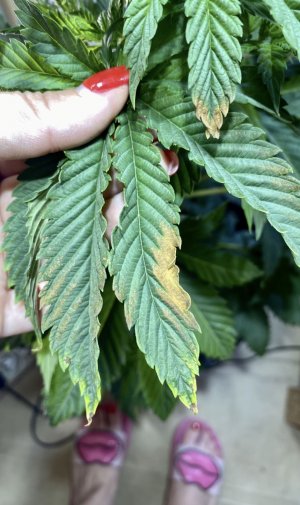 A548F0B7-7517-4157-B3CA-C6A211E811BF.jpeg A548F0B7-7517-4157-B3CA-C6A211E811BF.jpeg