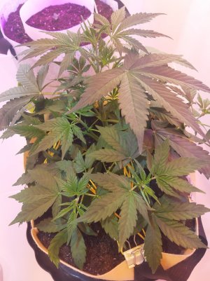 20220614_234159.jpg 20220614_234159.jpg