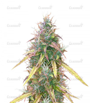 1655222474227.png 1655222474227.png