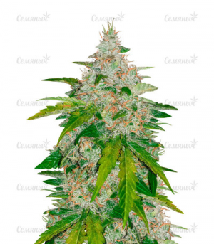 1655224482829.png 1655224482829.png