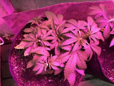 5CFFF14E-0138-4F3C-99A2-BB79092BD25F.jpeg 5CFFF14E-0138-4F3C-99A2-BB79092BD25F.jpeg