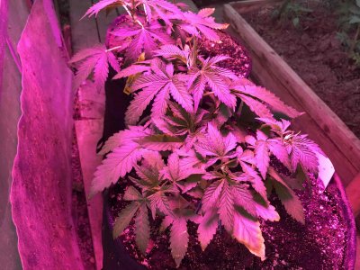 45A8185B-53D7-4813-B8EF-08C58D1902CC.jpeg 45A8185B-53D7-4813-B8EF-08C58D1902CC.jpeg