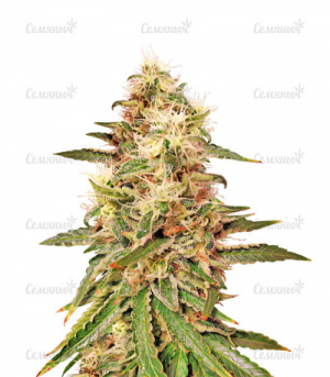 1655293729976.png 1655293729976.png