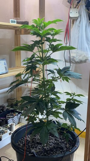 F99D8B8A-7E24-4B86-95E0-134FB97A86F5.jpeg F99D8B8A-7E24-4B86-95E0-134FB97A86F5.jpeg