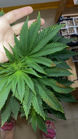 B7596796-D361-48D0-B890-92684F55DEA2.jpeg B7596796-D361-48D0-B890-92684F55DEA2.jpeg