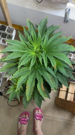 8C36CFF5-A014-420B-8CC6-A4A01A15E152.jpeg 8C36CFF5-A014-420B-8CC6-A4A01A15E152.jpeg