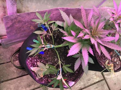 0013F67F-036D-4E9B-A2AD-1D8DFDB9DCB7.jpeg 0013F67F-036D-4E9B-A2AD-1D8DFDB9DCB7.jpeg