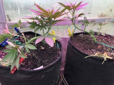 E73BCC23-669C-413F-A193-3C86F67DFB34.jpeg E73BCC23-669C-413F-A193-3C86F67DFB34.jpeg