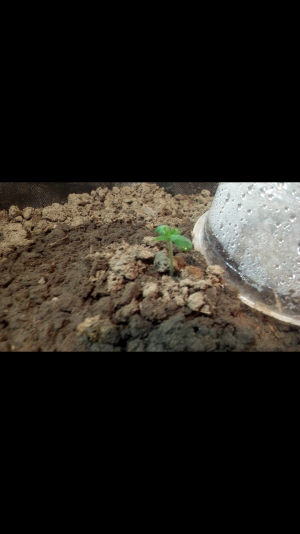 Screenshot_2022-06-16-21-59-23.png Screenshot_2022-06-16-21-59-23.png