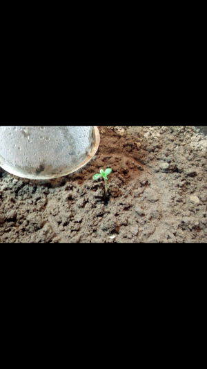 Screenshot_2022-06-16-21-59-35.png Screenshot_2022-06-16-21-59-35.png